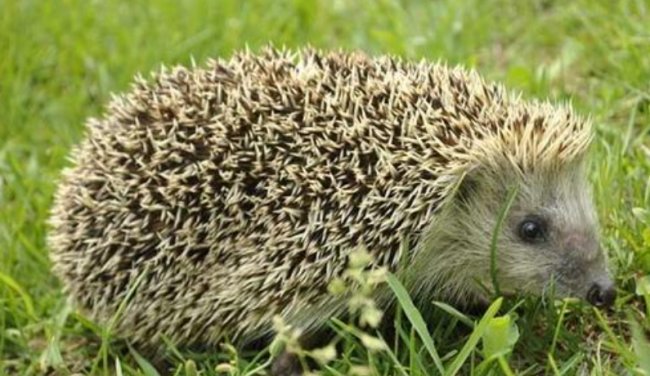 写出6种小动物过冬的方式？