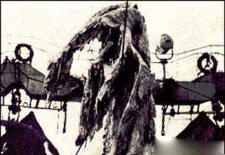 日本1977年海怪尸体事件的事件经过