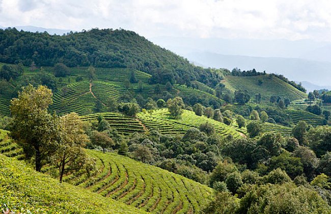 如何看待云南旅游乱象