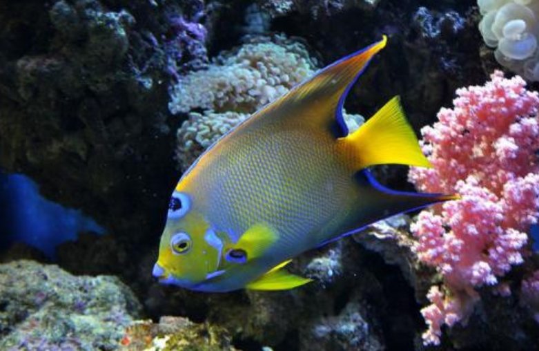 大型底层观赏鱼有哪些？