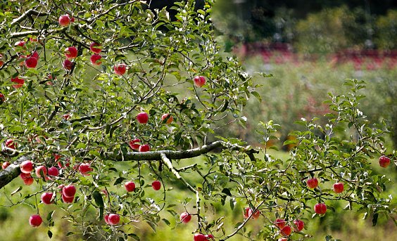 苹果树修剪技术有哪些？