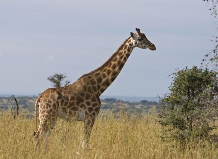 不到3米！乌干达发现全球最矮长颈鹿，它是如何生存的？