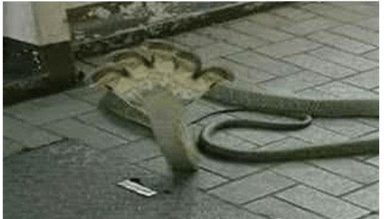 印度神庙五头蛇，到底是真是假，真有5个头的蛇吗