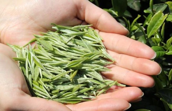 3岁萌娃帮妈妈采茶叶动作娴熟，你能想象得到3岁的孩子就这么懂事吗？