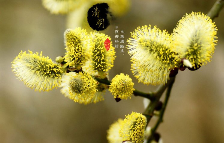 清明时节雨纷纷 路上行人欲断魂什么意思