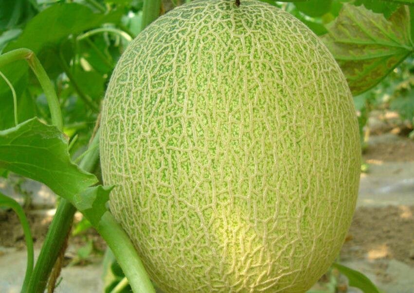 新疆哈密瓜原产地