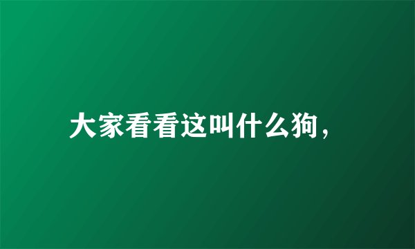 大家看看这叫什么狗，