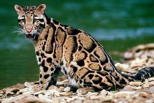 杭州金钱豹事件宣判，6人被追责，金钱豹出逃有多危险？