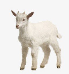 胜之不武是什么生肖？