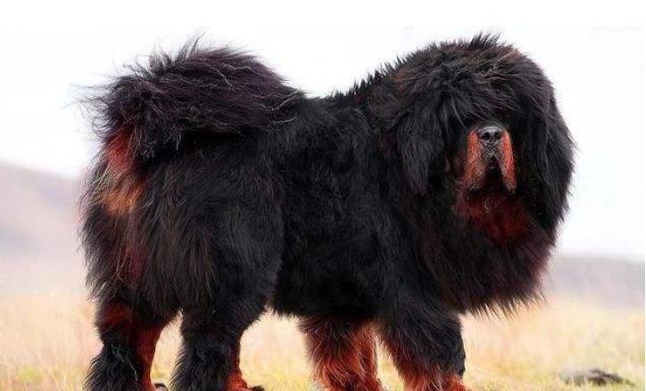 十多年前一条藏獒能换北京两套房，当时藏獒为何那么值钱？