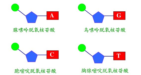 核苷酸的结构简式是什么？
