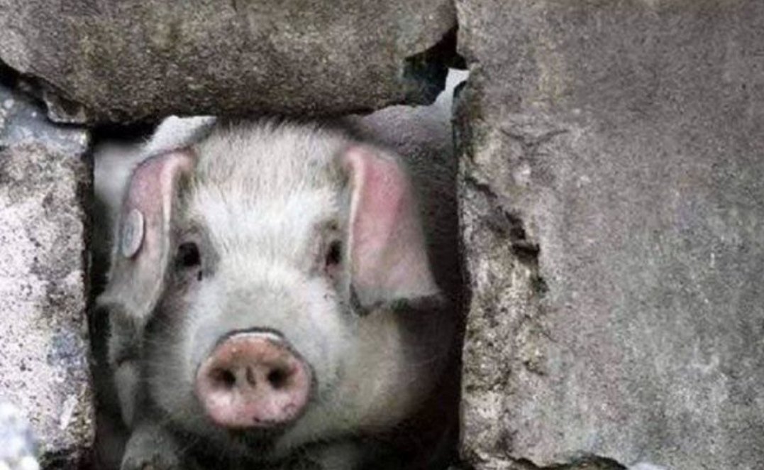 14岁高龄“猪坚强”去世，原主人对此有何表示？