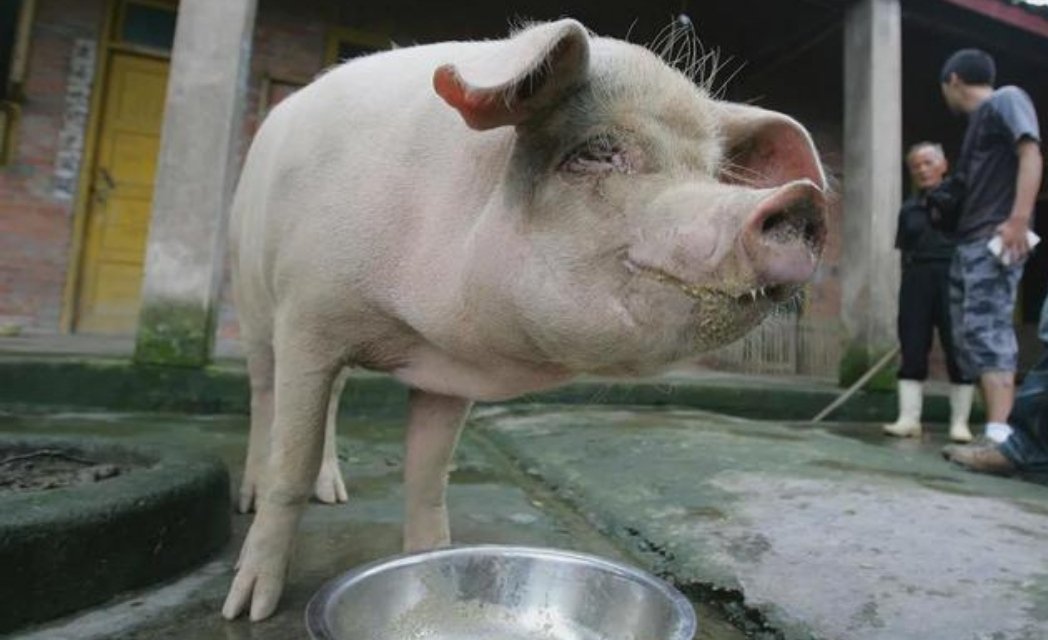 14岁高龄“猪坚强”去世，原主人对此有何表示？