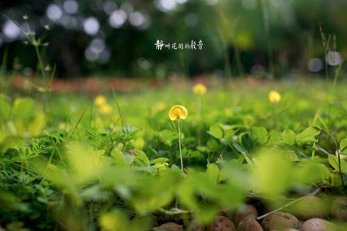静听花开的声音下一句
