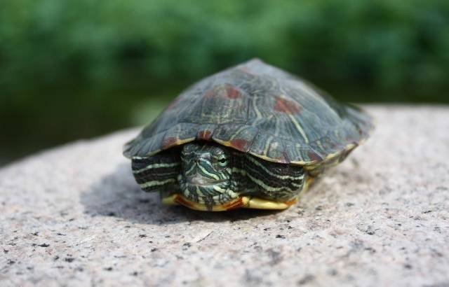 成都一女子家里大扫除，意外发现2009年失踪的乌龟，乌龟的现状如何？