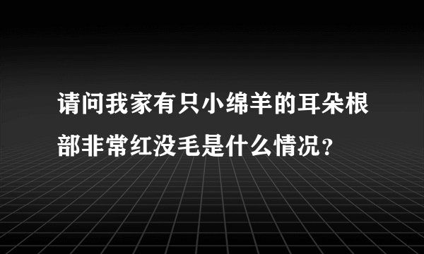 请问我家有只小绵羊的耳朵根部非常红没毛是什么情况？