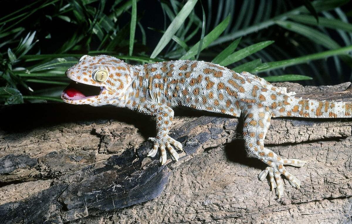 海口查获国家保护动物大壁虎了吗？