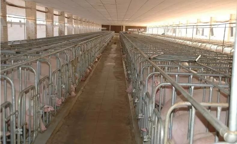 景德镇一养猪场大批死猪致污染，这是怎么回事？