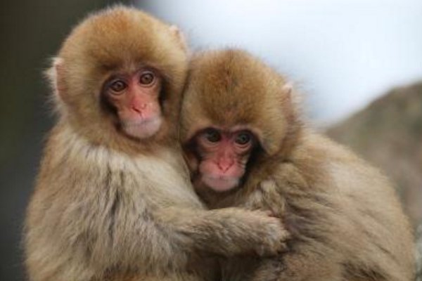 两只猴子接吻被发现害羞打闹，猴子也会害羞吗？
