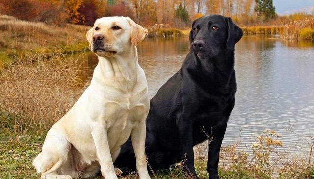 狗狗总想上床睡，应该怎么办？