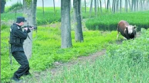 湖南一头耕牛顶死主人被警方击毙，如何判定牛是否发疯？