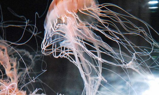 澳大利亚深海拍到47米长管状水母，为啥会这么长？