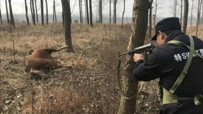 湖南一头耕牛顶死主人被警方击毙，如何判定牛是否发疯？