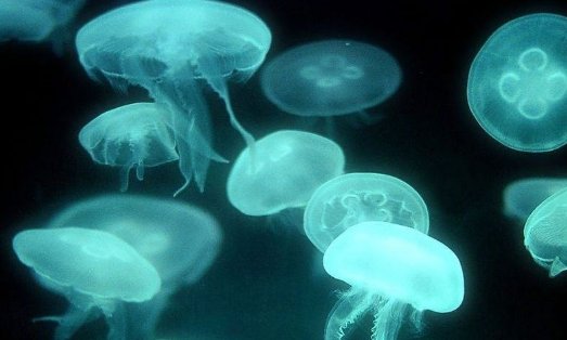 澳大利亚深海拍到47米长管状水母，为啥会这么长？