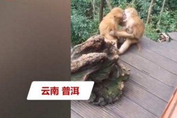 两只猴子接吻被发现害羞打闹，猴子也会害羞吗？