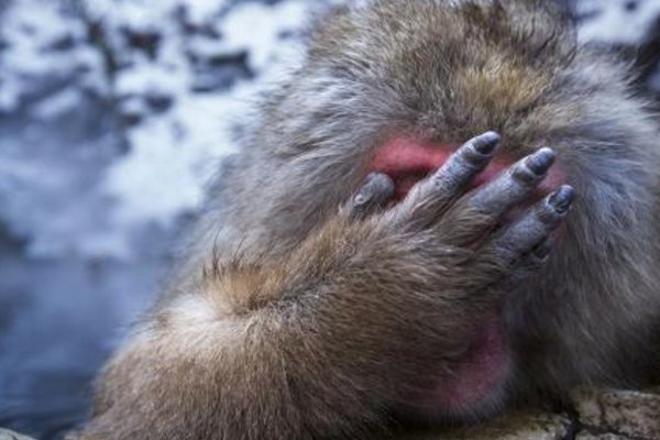 两只猴子接吻被发现害羞打闹，猴子也会害羞吗？