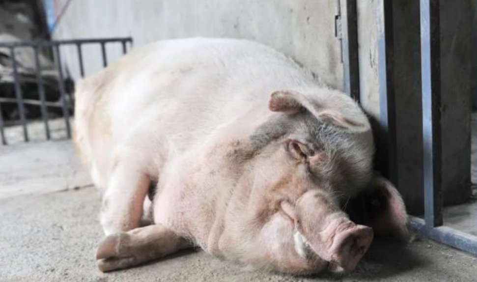 14岁高龄“猪坚强”去世，原主人对此有何表示？