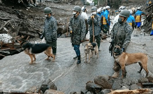 汶川地震67只搜救犬全部离世！无言英雄是否更值得我们敬佩？