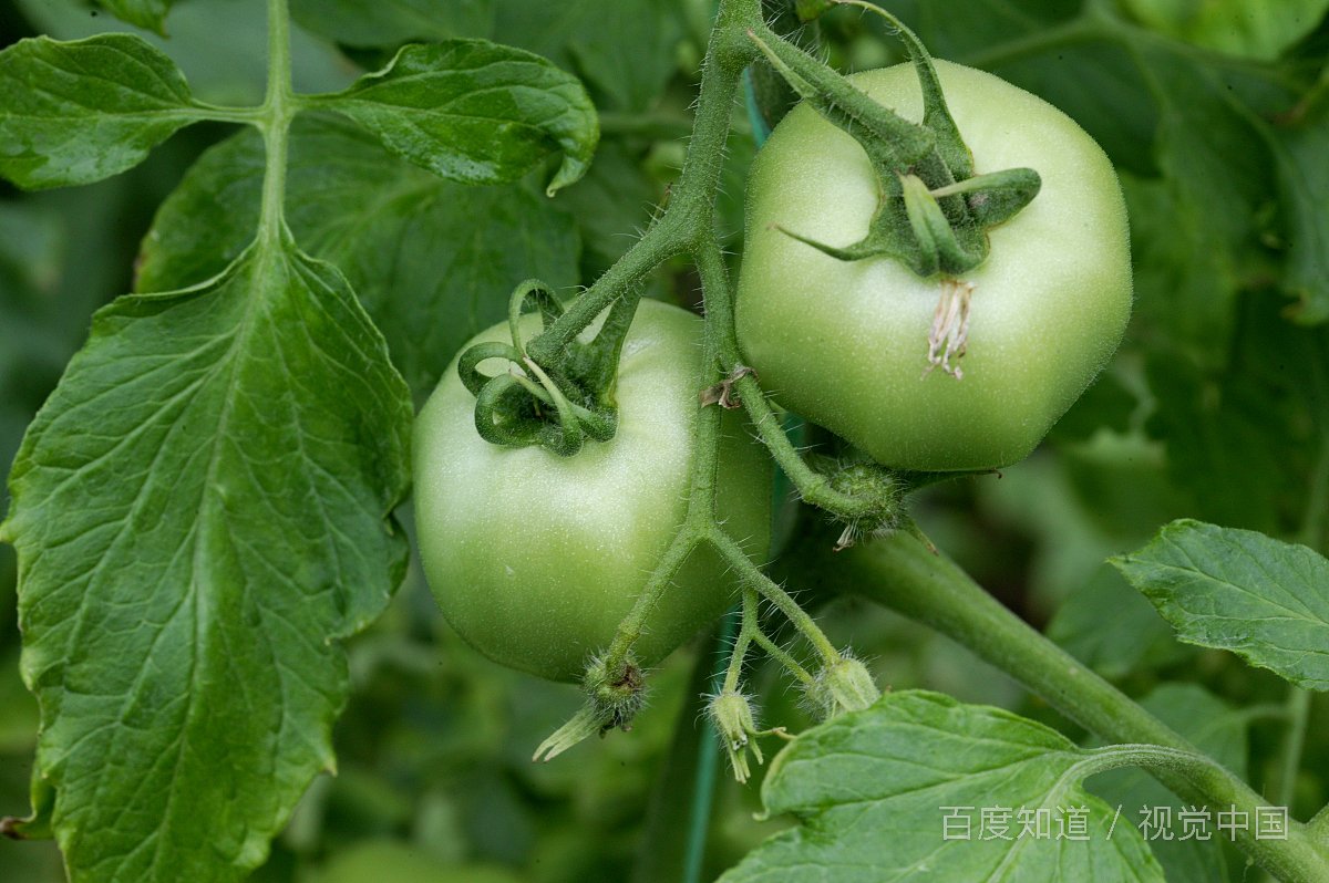 吃西红柿胸会变小吗