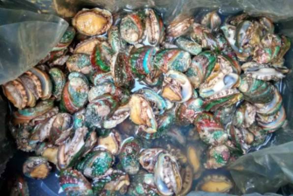 青岛游客海里捡鲍鱼被要500，是游客随意宰杀之过？还是当地人在敲诈？