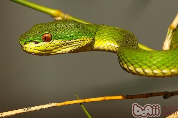 白唇竹叶青的药用价值