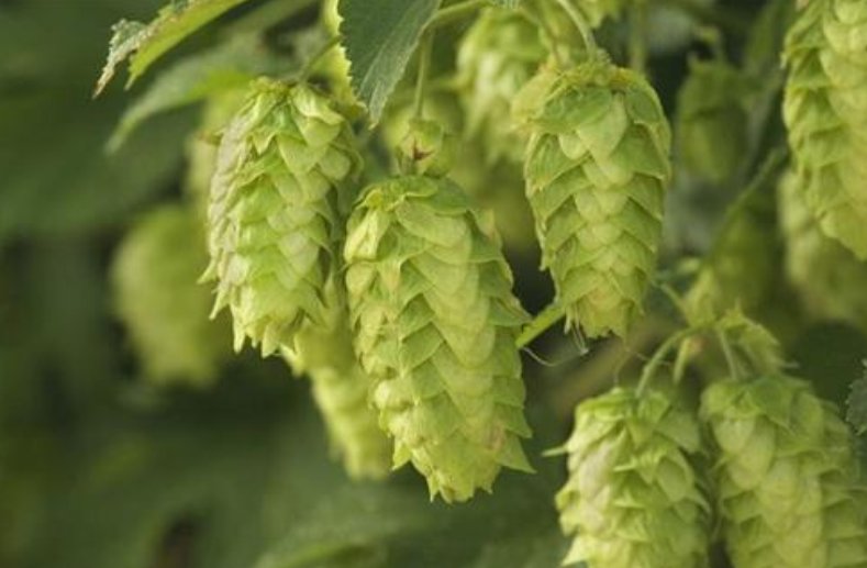 啤酒花对生长环境有什么要求？种植后如何管理？