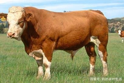 经常看到养西门塔尔牛的，那么西门塔尔牛到底是一种什么牛？