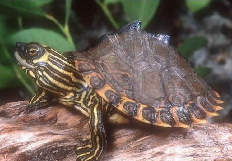 地图龟是属于什么龟种？该怎么养？