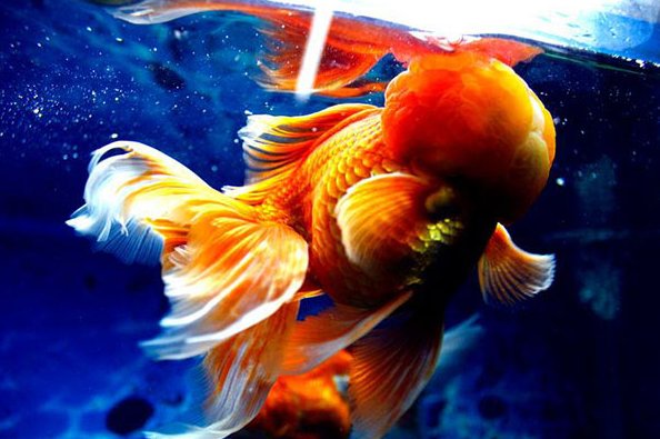 狮子头金鱼的介绍