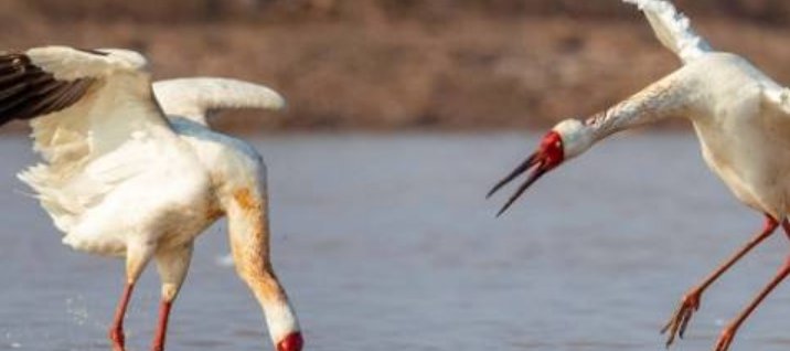 白鹤的寓意和象征是什么？