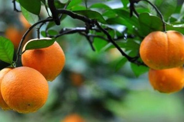 橘生淮南则为橘生于淮北则为枳是什么意思？