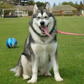 阿拉斯加是什么？